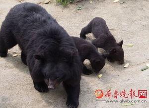 黑熊体育爆料最新消息,最新体育动态揭秘!” 第2张 黑熊体育爆料最新消息,最新体育动态揭秘!” 第2张